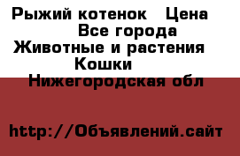 Рыжий котенок › Цена ­ 1 - Все города Животные и растения » Кошки   . Нижегородская обл.